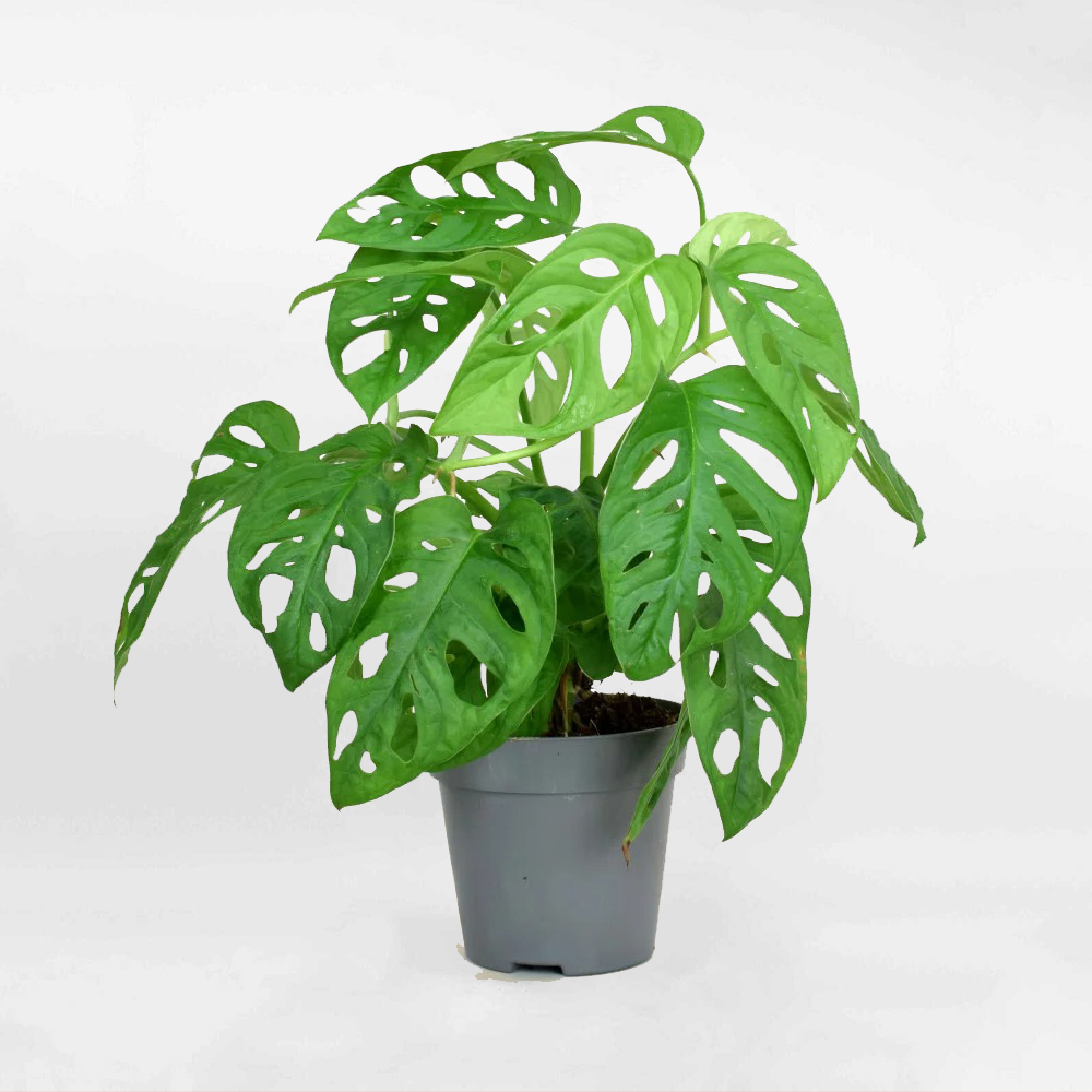 Cây Trầu Bà Lỗ Monstera adansonii Monkey Mask – MONS007