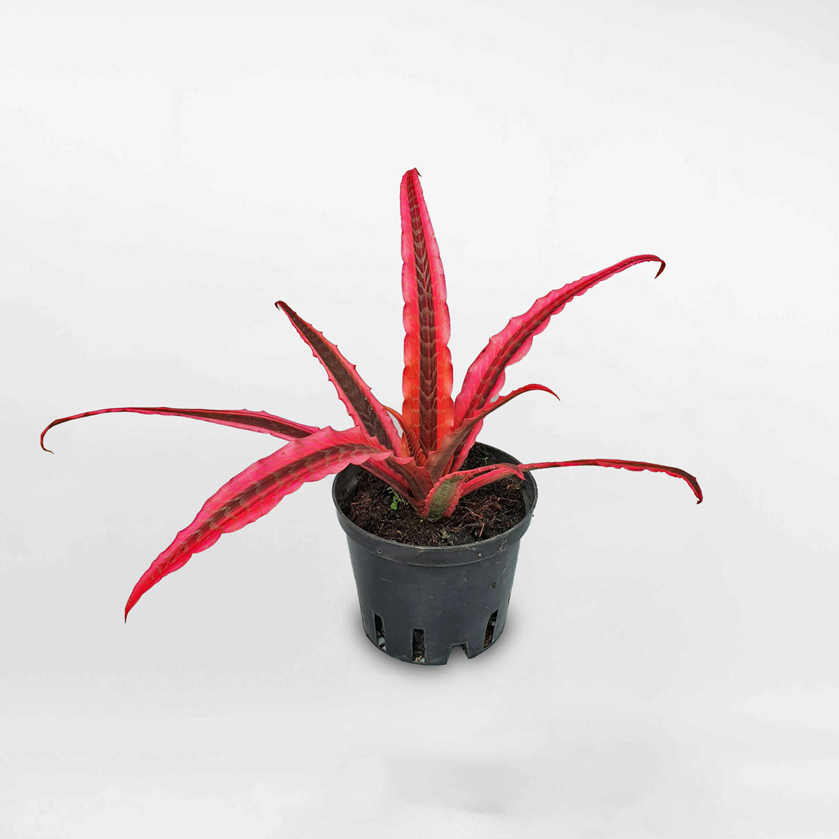 Cây dứa hồng phụng Cryptanthus ‘Elaine’ chậu ươm CRYP001