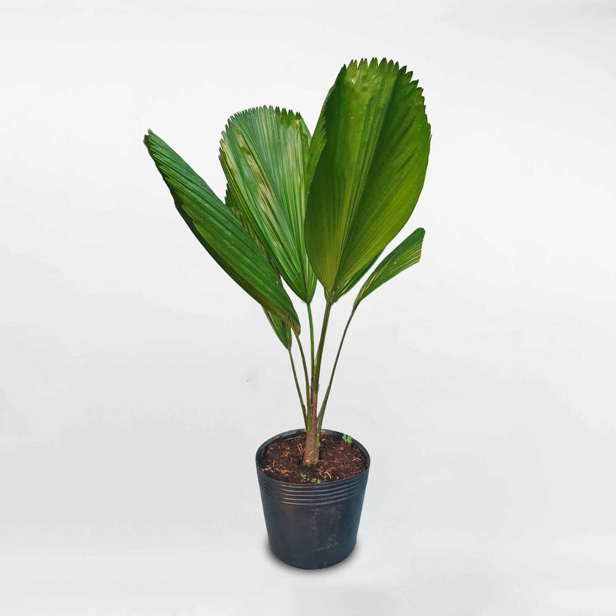 Cây cọ nhật nhỏ chậu ươm LICU001