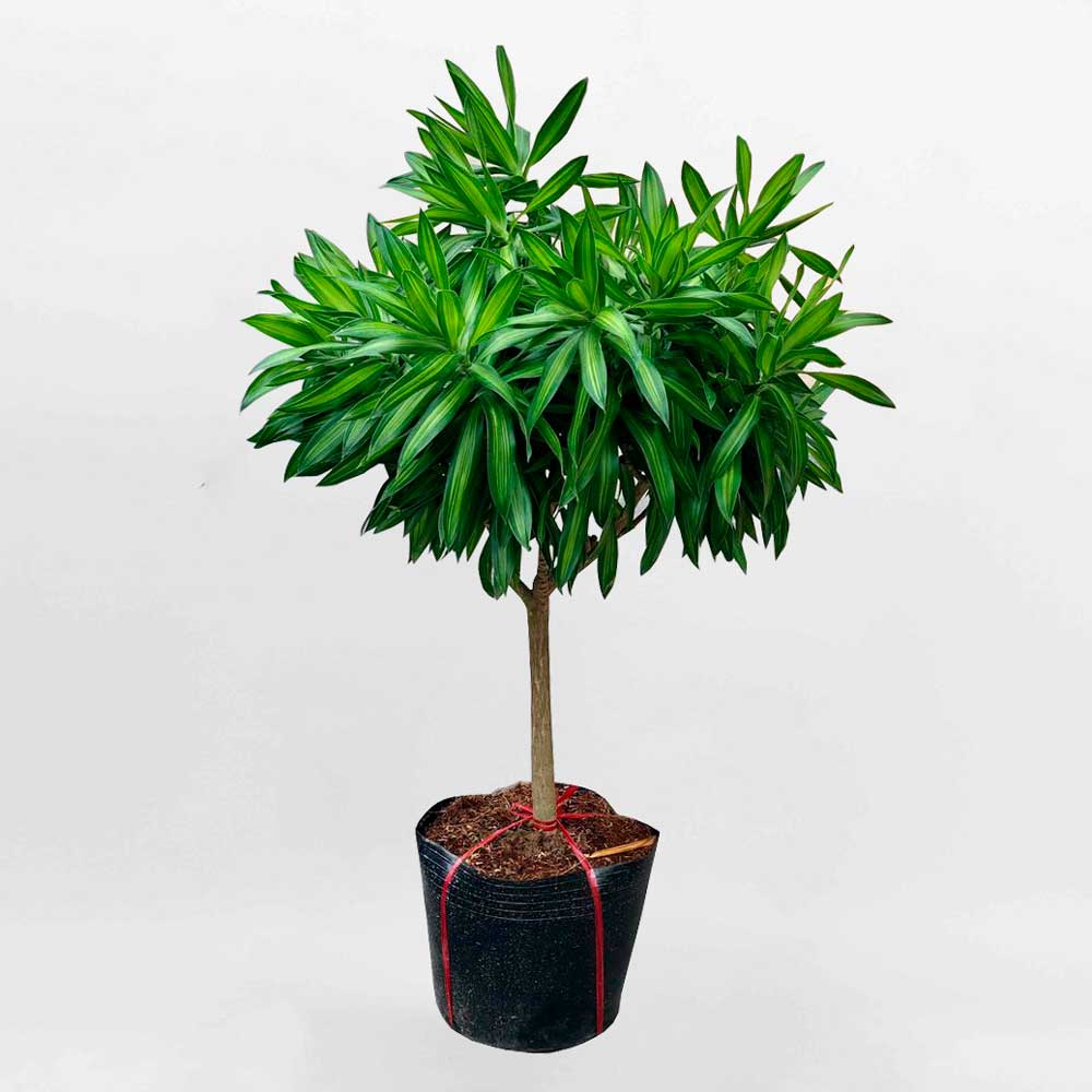 Cây trúc bách hợp một thân Dracaena reflexa CTBH001