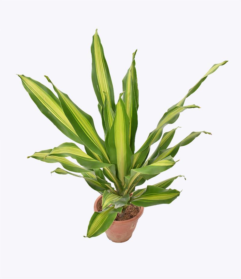 Cây Phát Tài Đài Loan – Cao 70 Cm – Bầu ươm CPTDL001