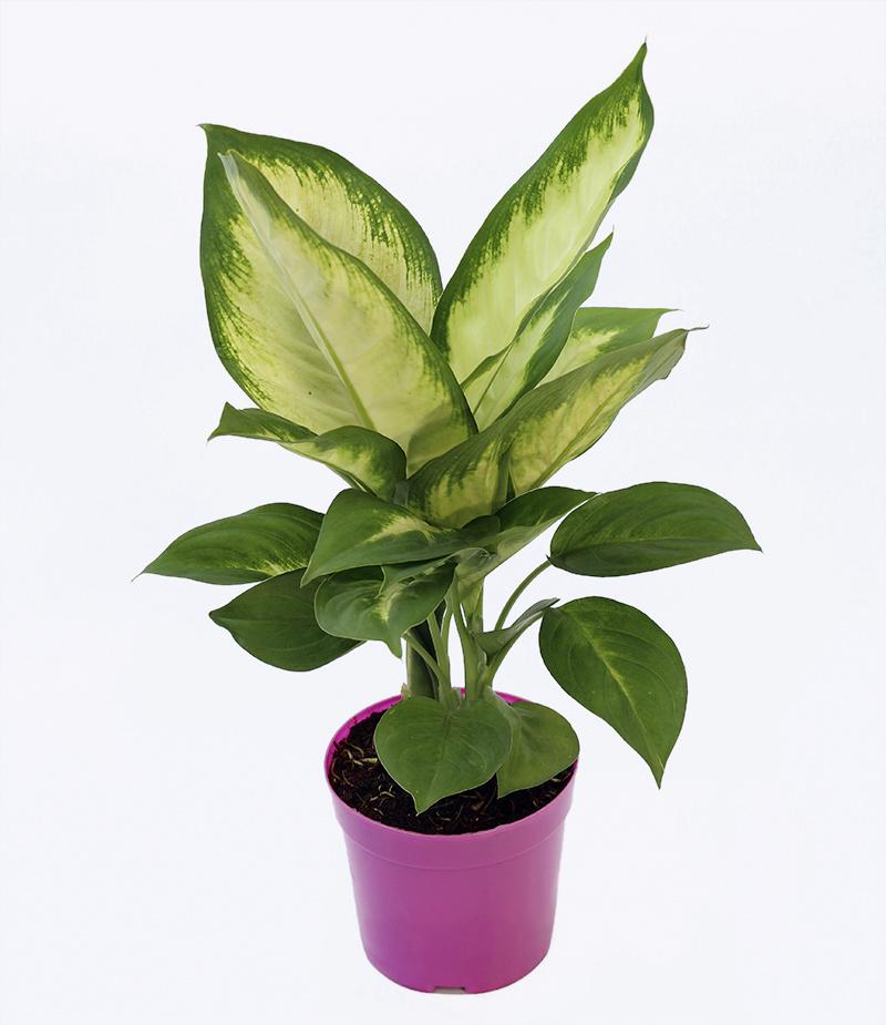 Cây Lan Thanh – Cao 40cm