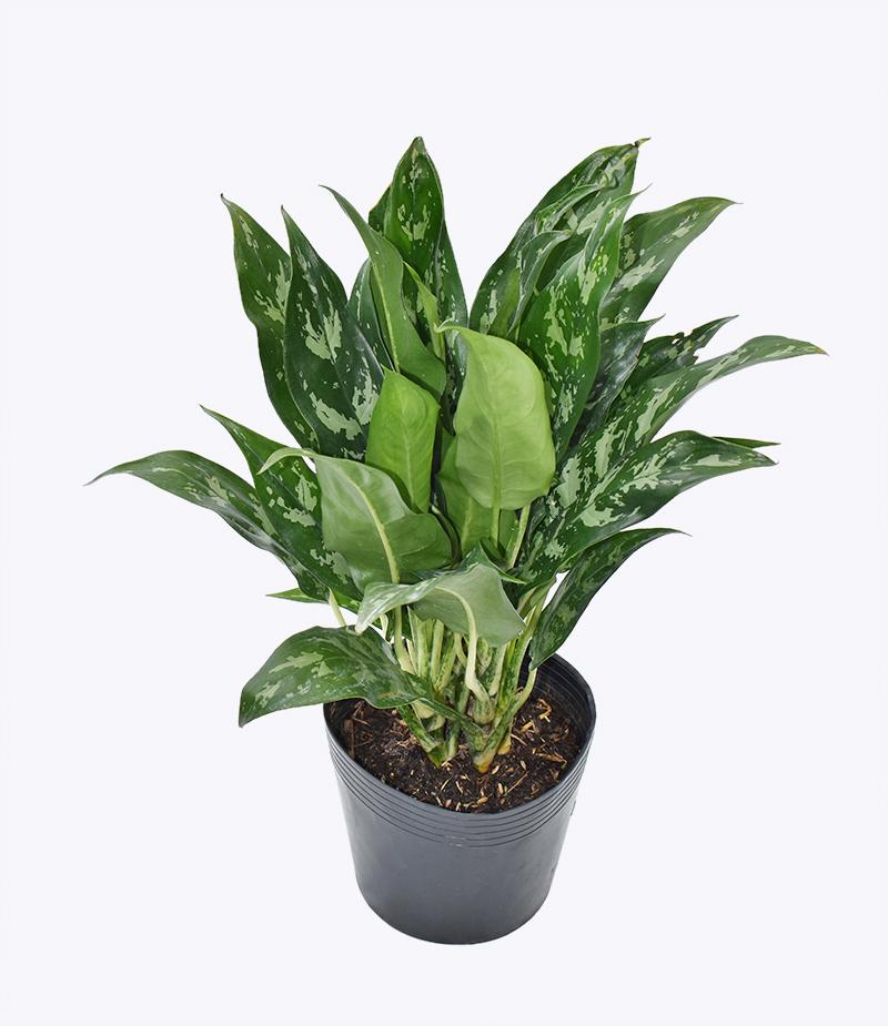 Cây Ngân Hậu Giống Mới – Cao 41 Cm