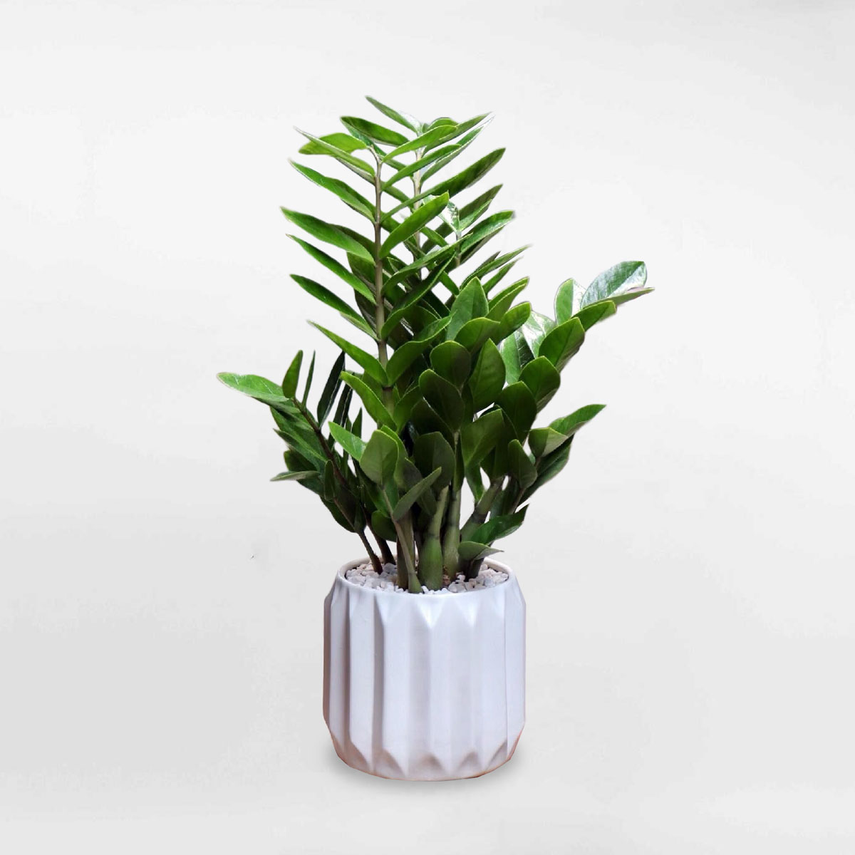 Cây kim tiền để bàn chậu sứ ZAMI004