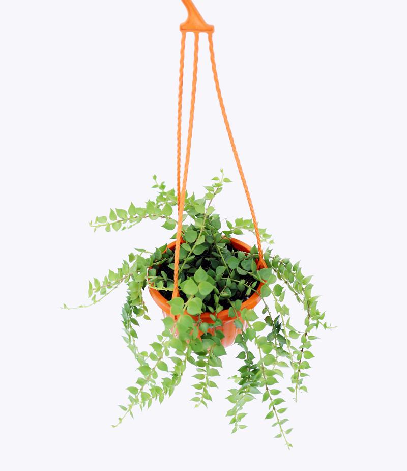 Cây Lan Tim Nhí/ Cây Khúc Thủy – Cao 10cm