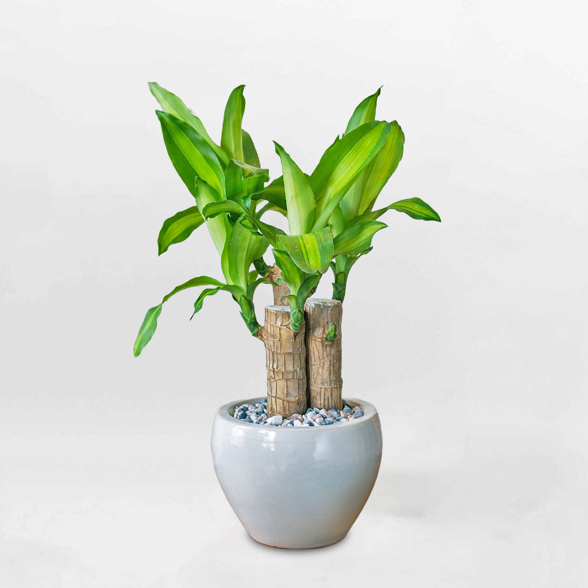 Cây phát tài khúc bộ 3 chậu sứ trắng CPTK004
