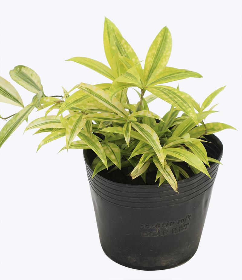 Cây Trúc Nhật Vàng – Cao 20cm