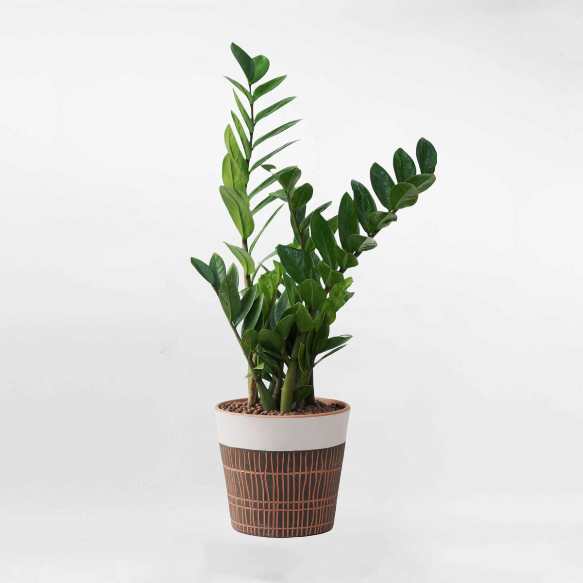 Cây kim tiền chậu đất nung họa tiết thổ cẩm ZAMI005