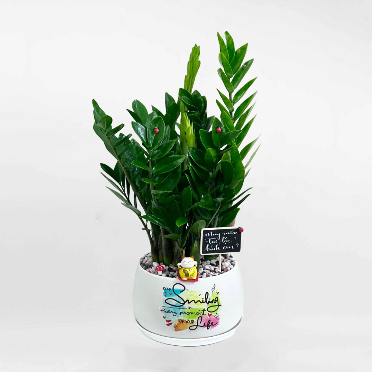 Cây kim tiền để bàn chậu men sứ ZAMI009