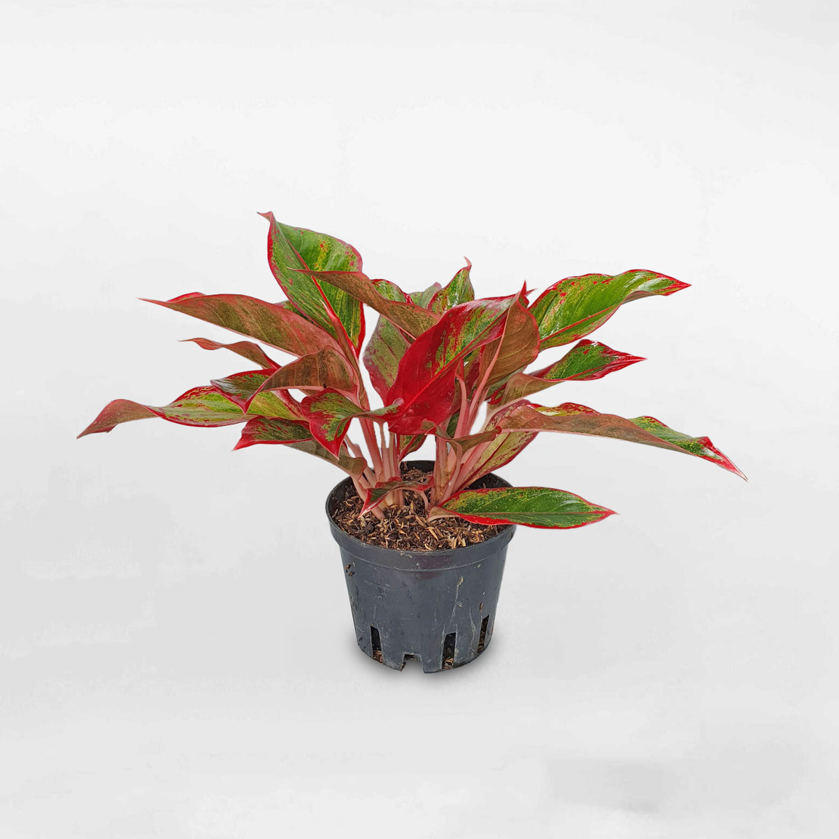 Cây phú quý viền đỏ ‘Red Siam’ chậu ươm AGLA050