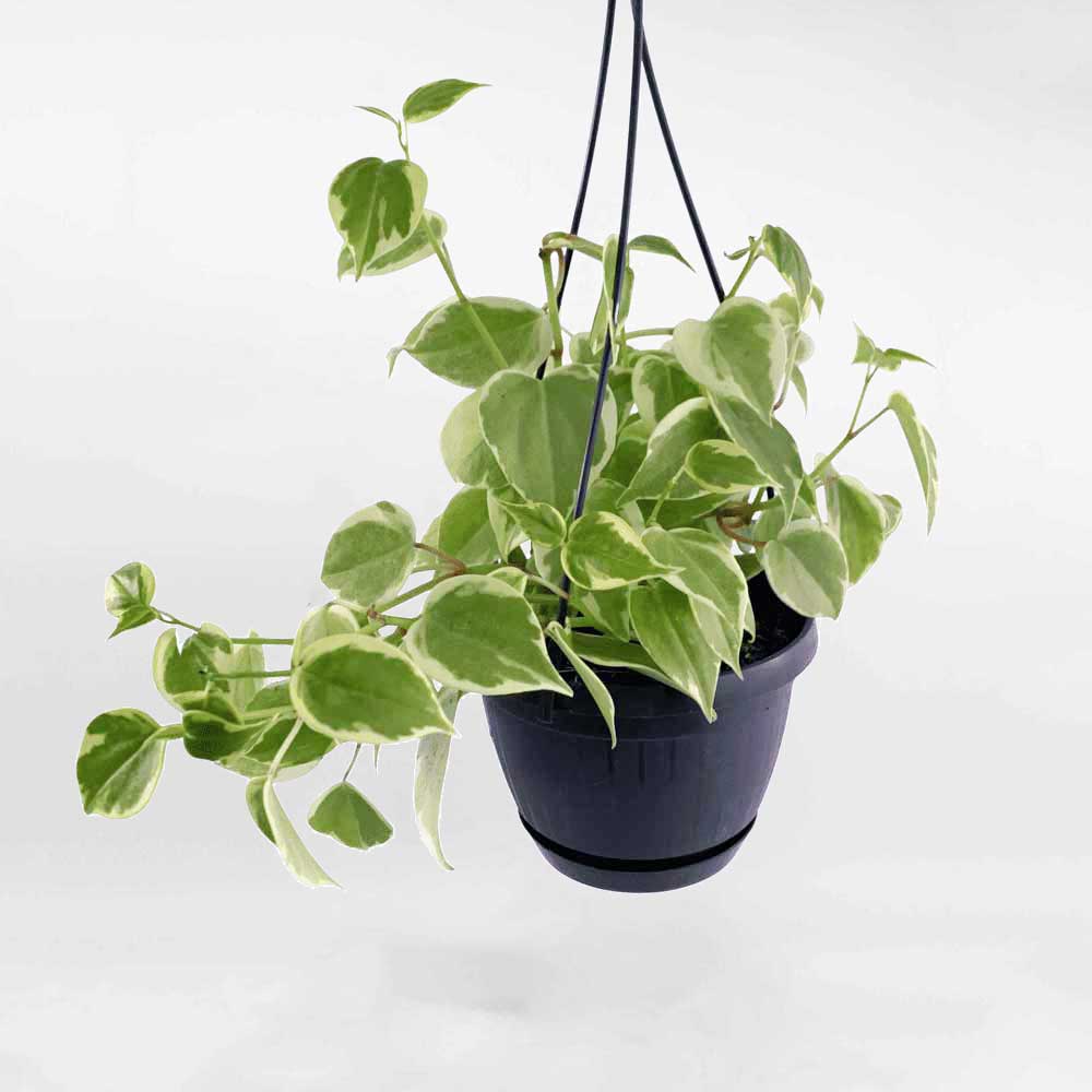 Cây Càng Cua Cẩm Thạch Peperomia scandens Variegata – Cao 16 Cm