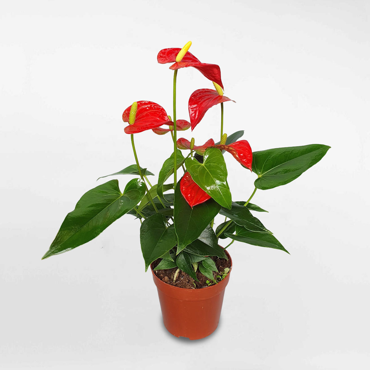 Cây hồng môn nhỏ để bàn chậu ươm ANTH001