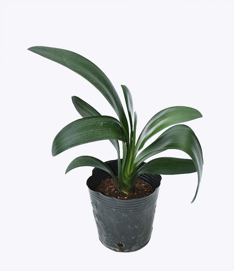 Cây Hoa Lan Quân Tử – Cao 38cm