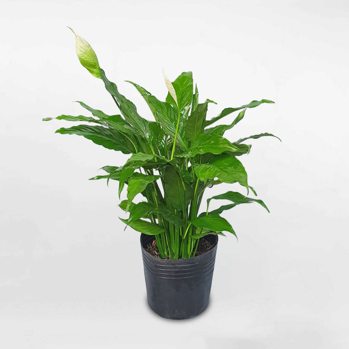 Cây lan ý nhỏ chậu ươm PEAC001