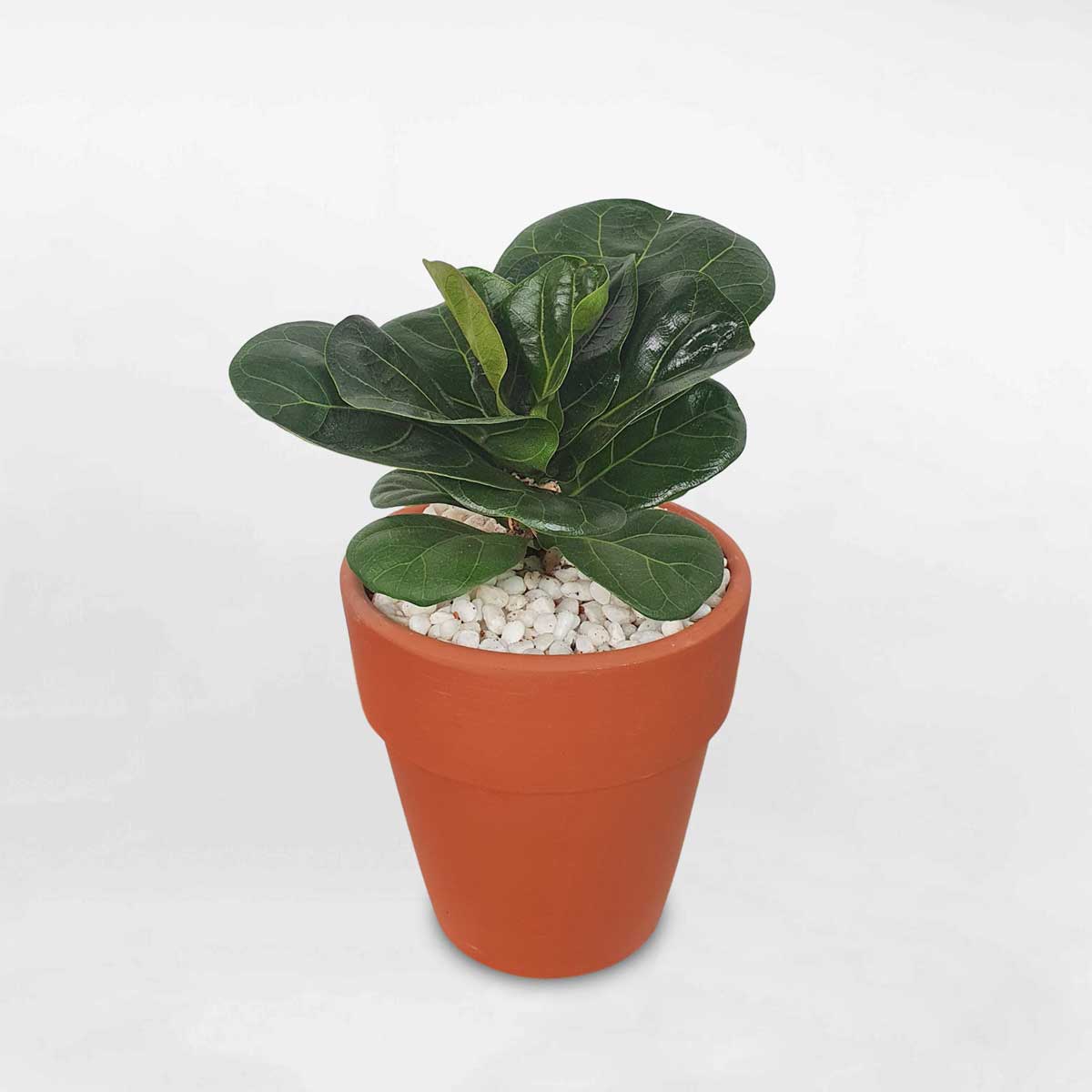 Cây bàng Singapore mini để bàn chậu đất nung LYRA011