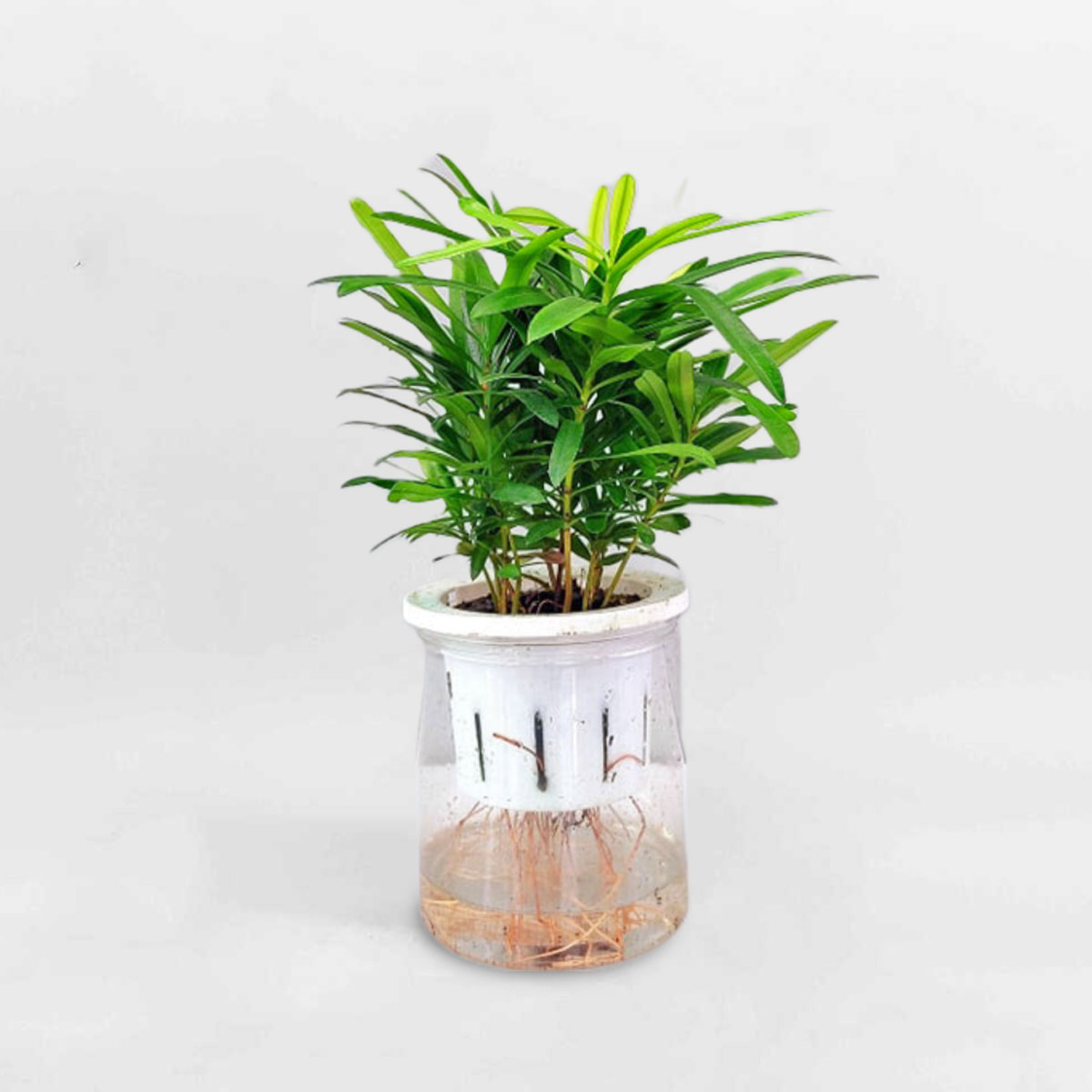 Cây tùng la hán thủy sinh để bàn PODO002