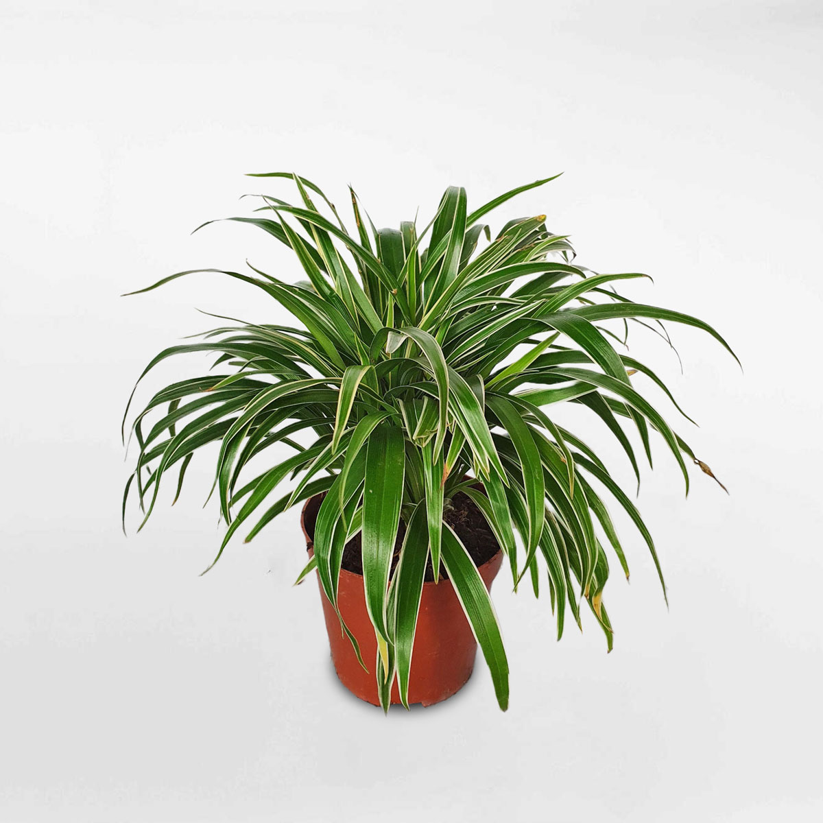 Cây cỏ lan chi để bàn chậu ươm SPID001