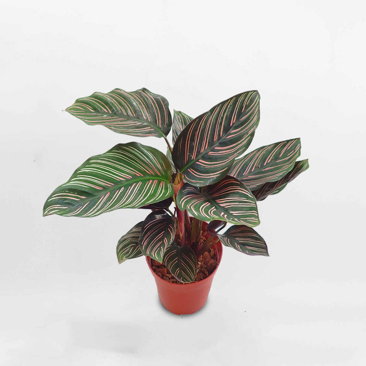 Cây đuôi công sọc Calathea Sanderiana chậu ươm CASA001