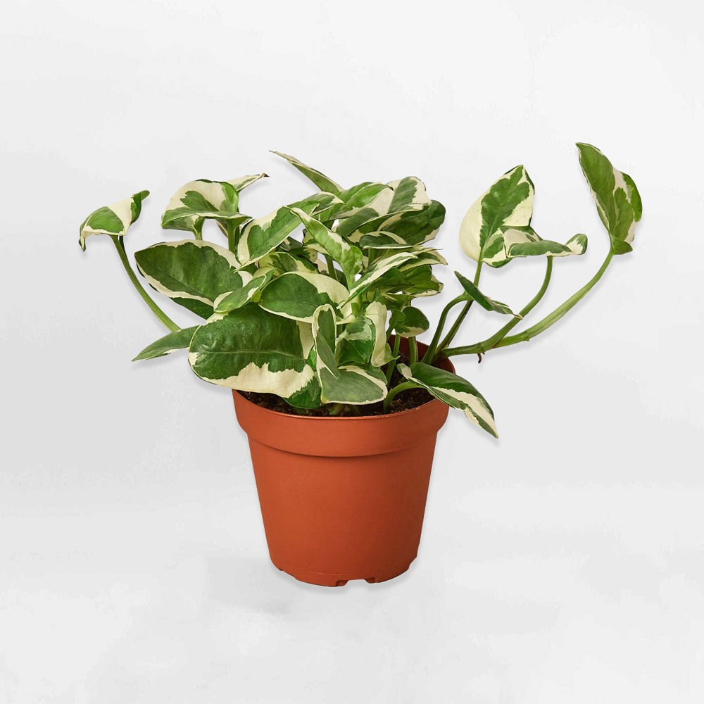 Cây Trầu Bà Lá Sữa Epipremnum pinnatum NJoy