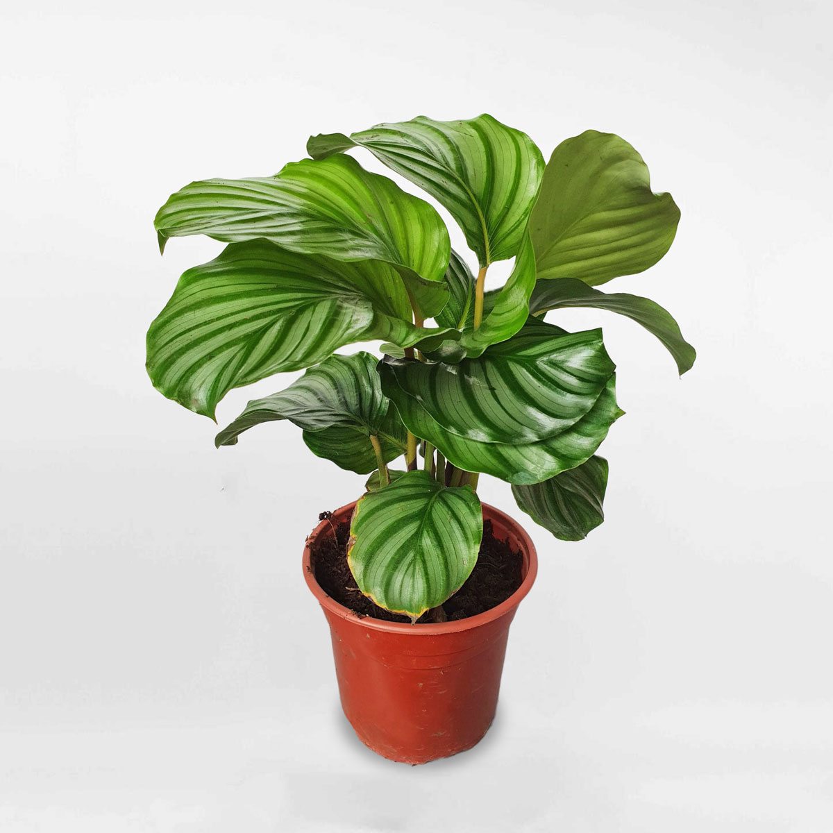 Cây đuôi công táo xanh Calathea Orbifolia chậu ươm CATH001