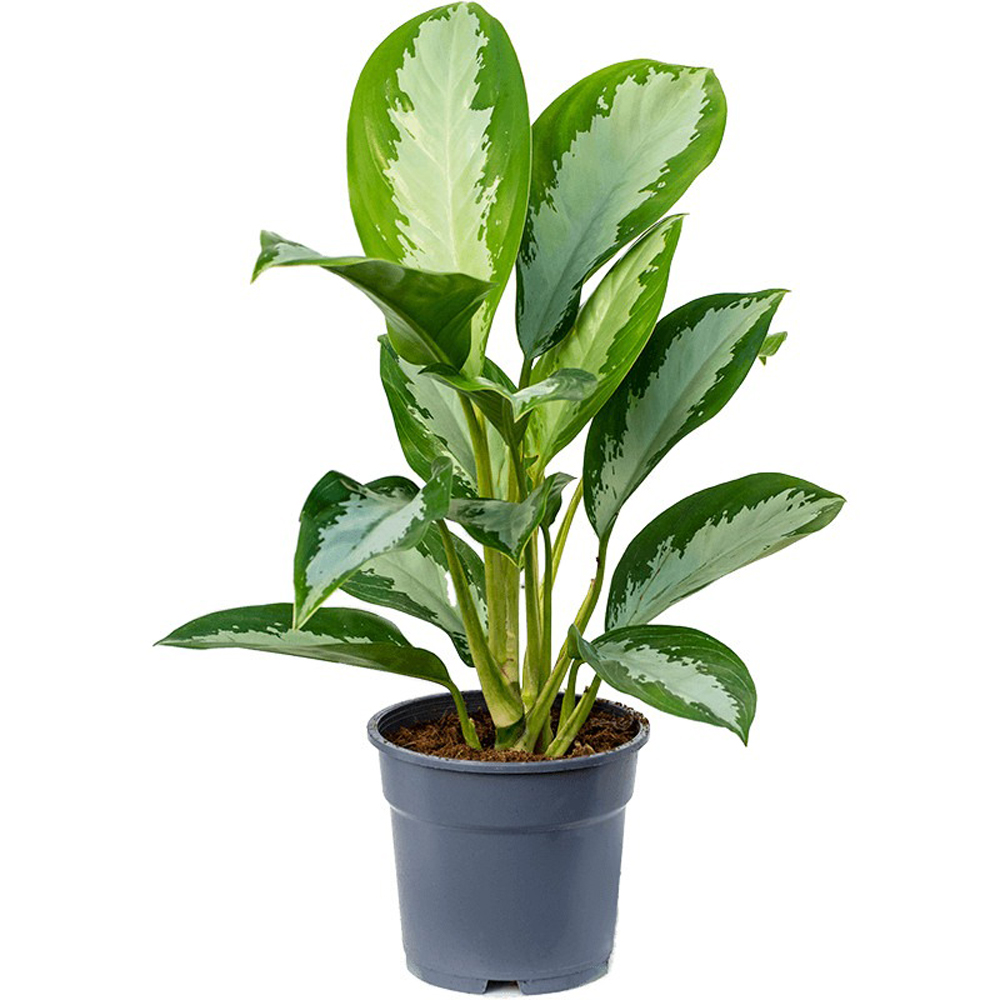 Cây hoàng hậu chậu sứ