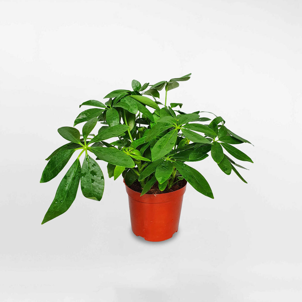 Cây ngũ gia bì xanh mini chậu ươm SCHE001