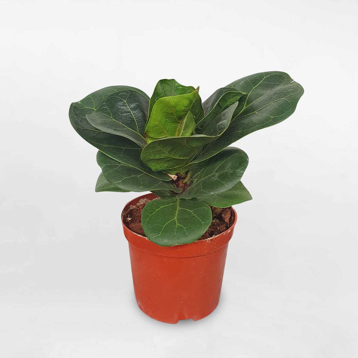 Cây bàng Singapore mini chậu ươm LYRA001