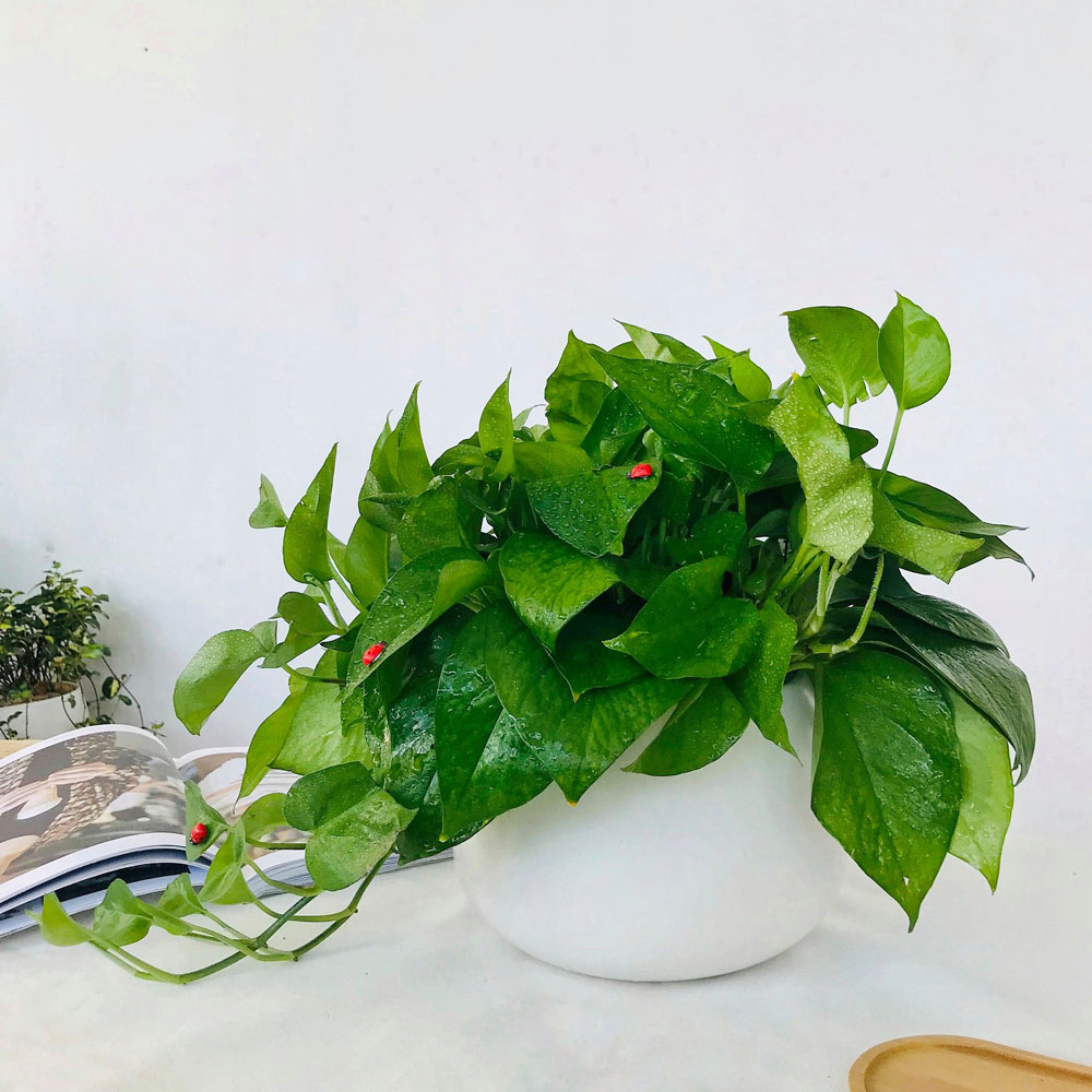 Cây Trầu Bà Để Bàn TBDB