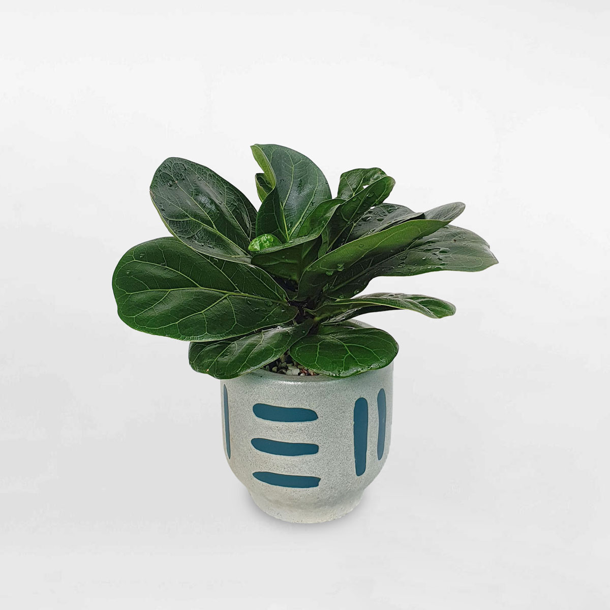 Cây bàng Singapore mini để bàn chậu sứ LYRA010