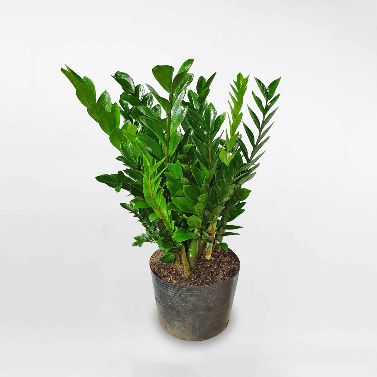 Cây kim tiền kích thước lớn chậu ươm ZAMI003