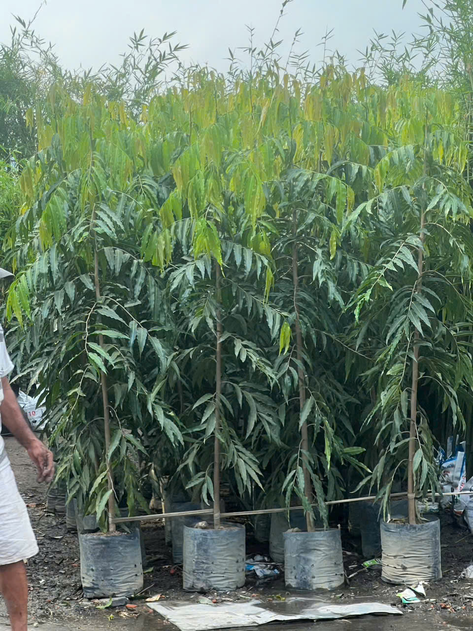 Cây Hoàng Nam