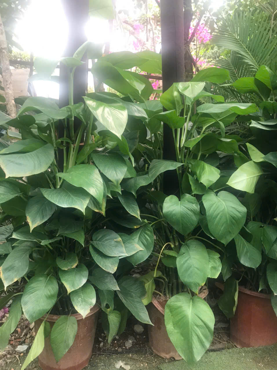 Trầu Bà Leo Cột