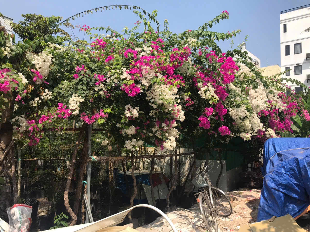 Cây Bông Giấy