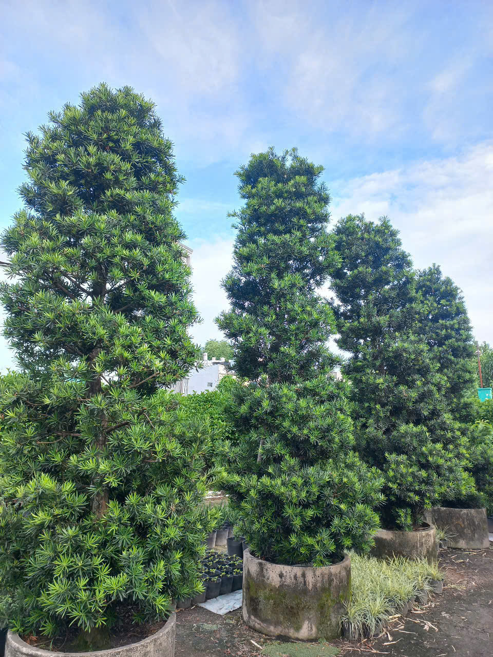 Cây Tùng La Hán