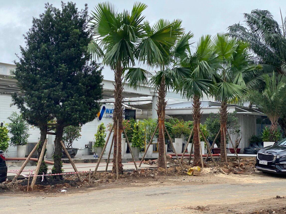 Cây cọ bóng