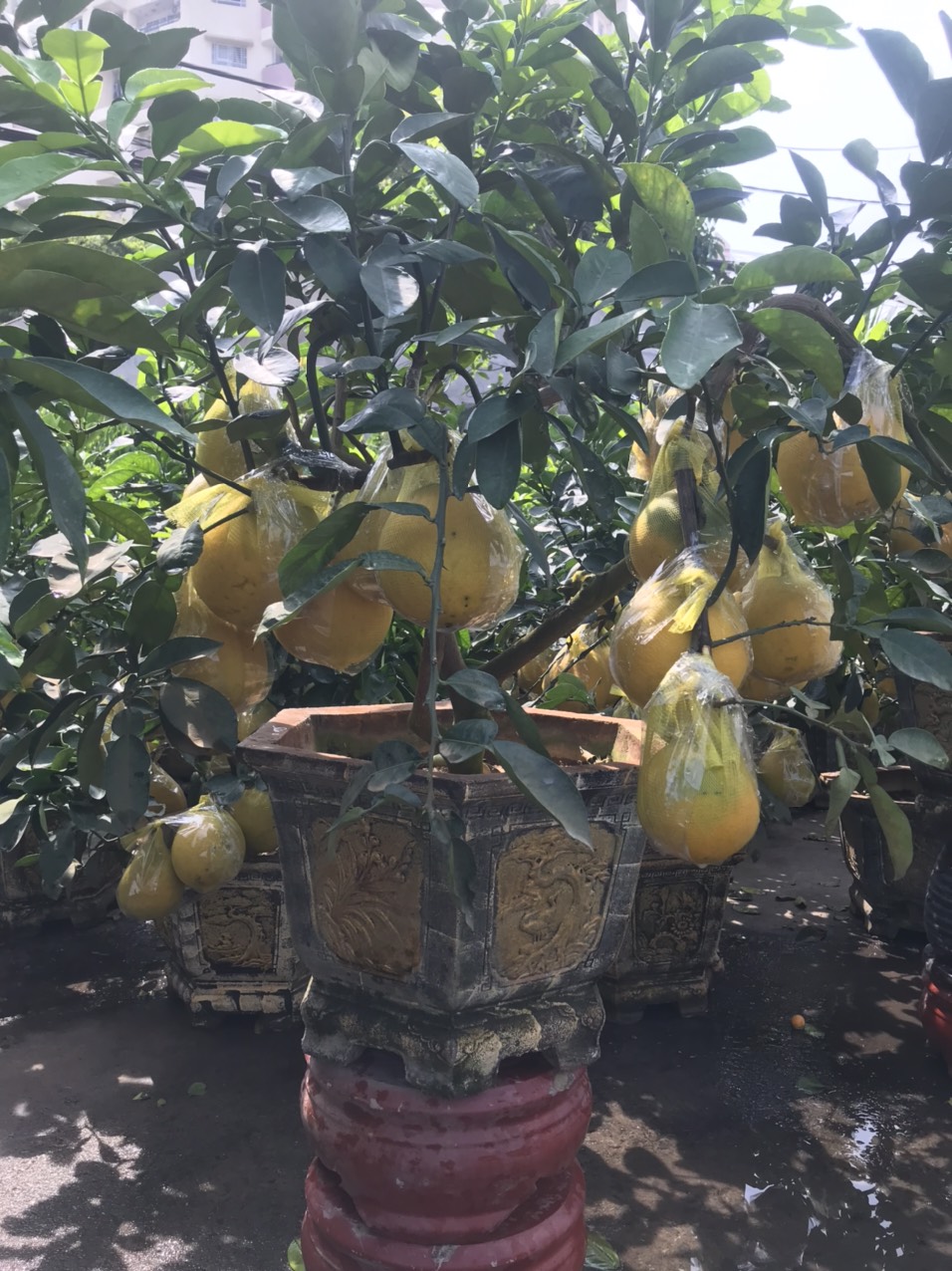 Cây bưởi diễn