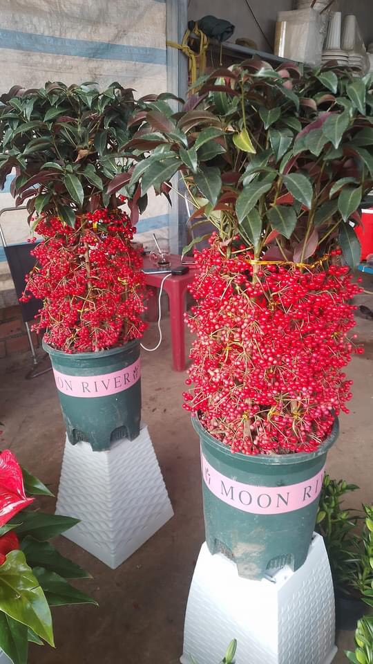 Cây kim ngân lượng