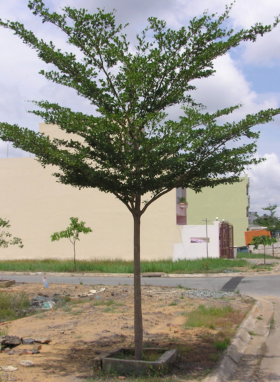 Cây Bàng Đài Loan
