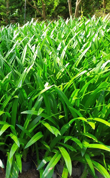 Cây Bạch Trinh Biển