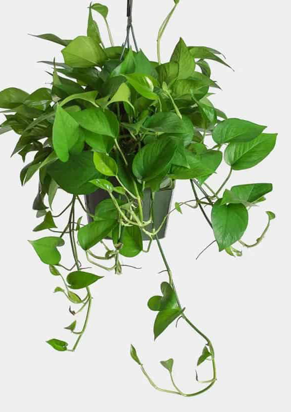 Trầu Bà Thái Xanh