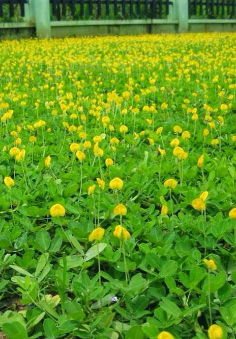 Cây Cỏ Lạc Đậu Phộng