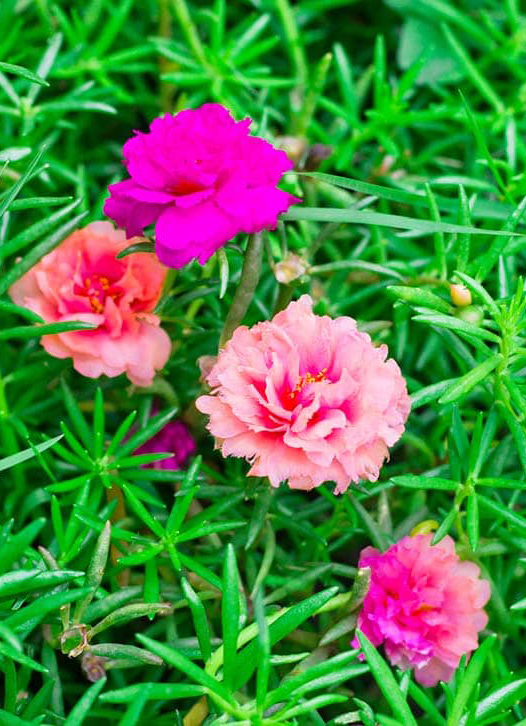 Cây Hoa Mười Giờ