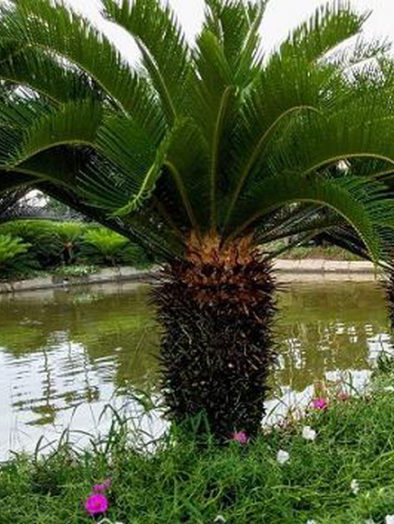 Cây Vạn Tuế