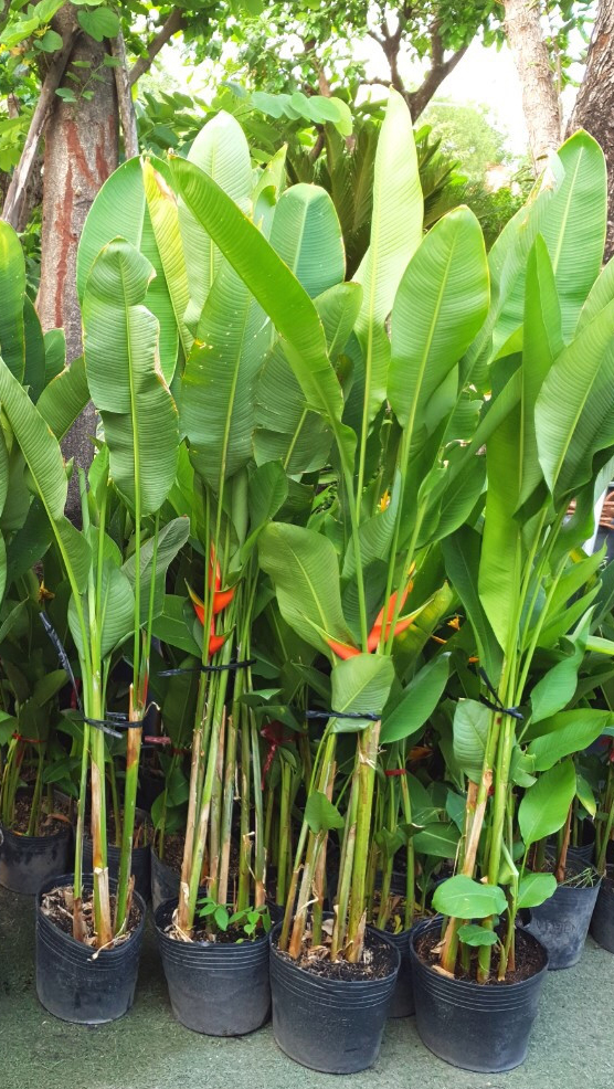 Chuối Đuôi Cá