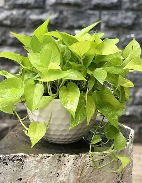 Trầu Bà Thái Vàng