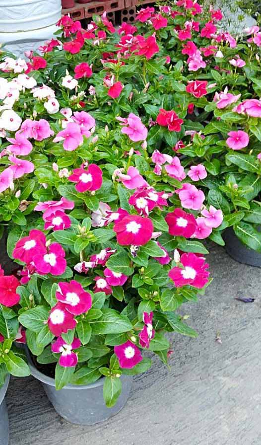 Cây Dừa Bông Cạn