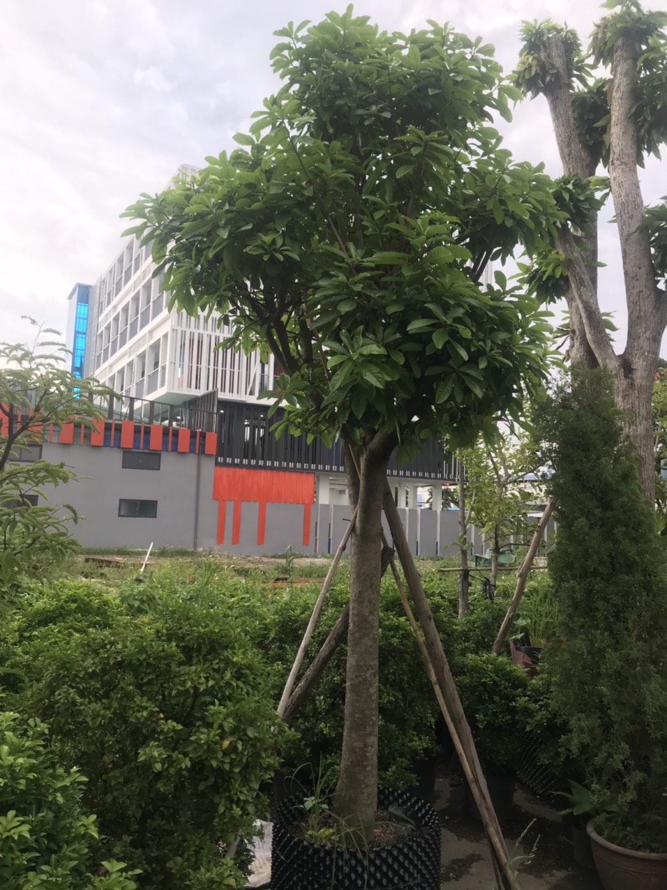 Cây Lộc Vừng