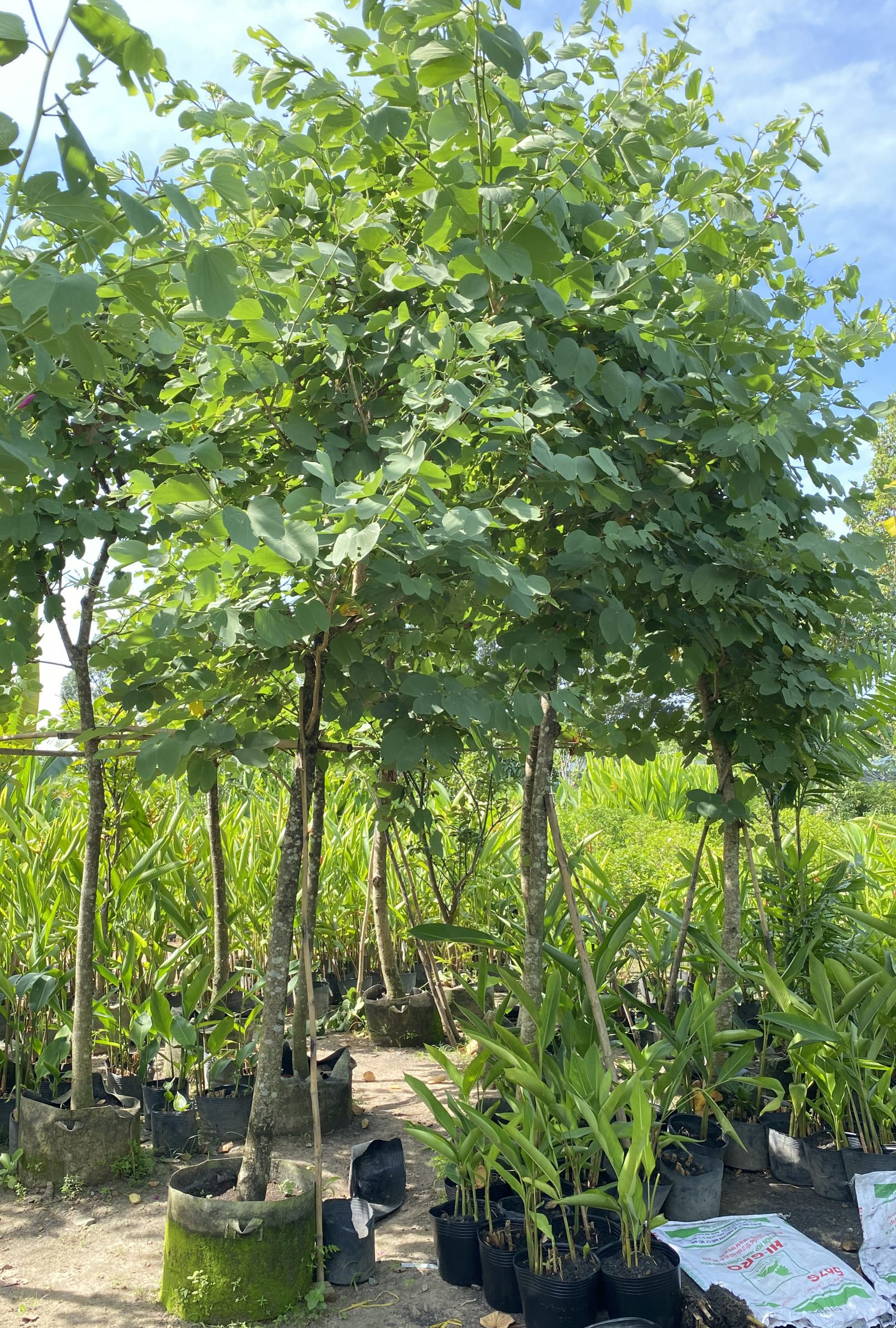 Cây Móng Bò