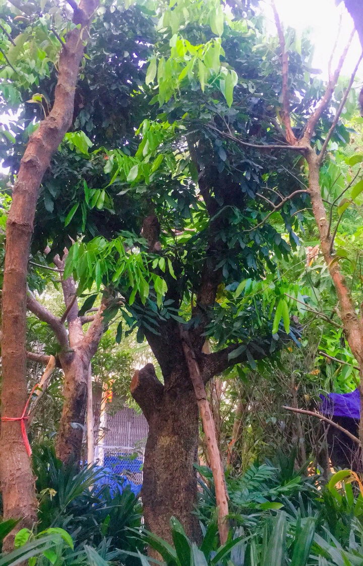 Cây Nhãn