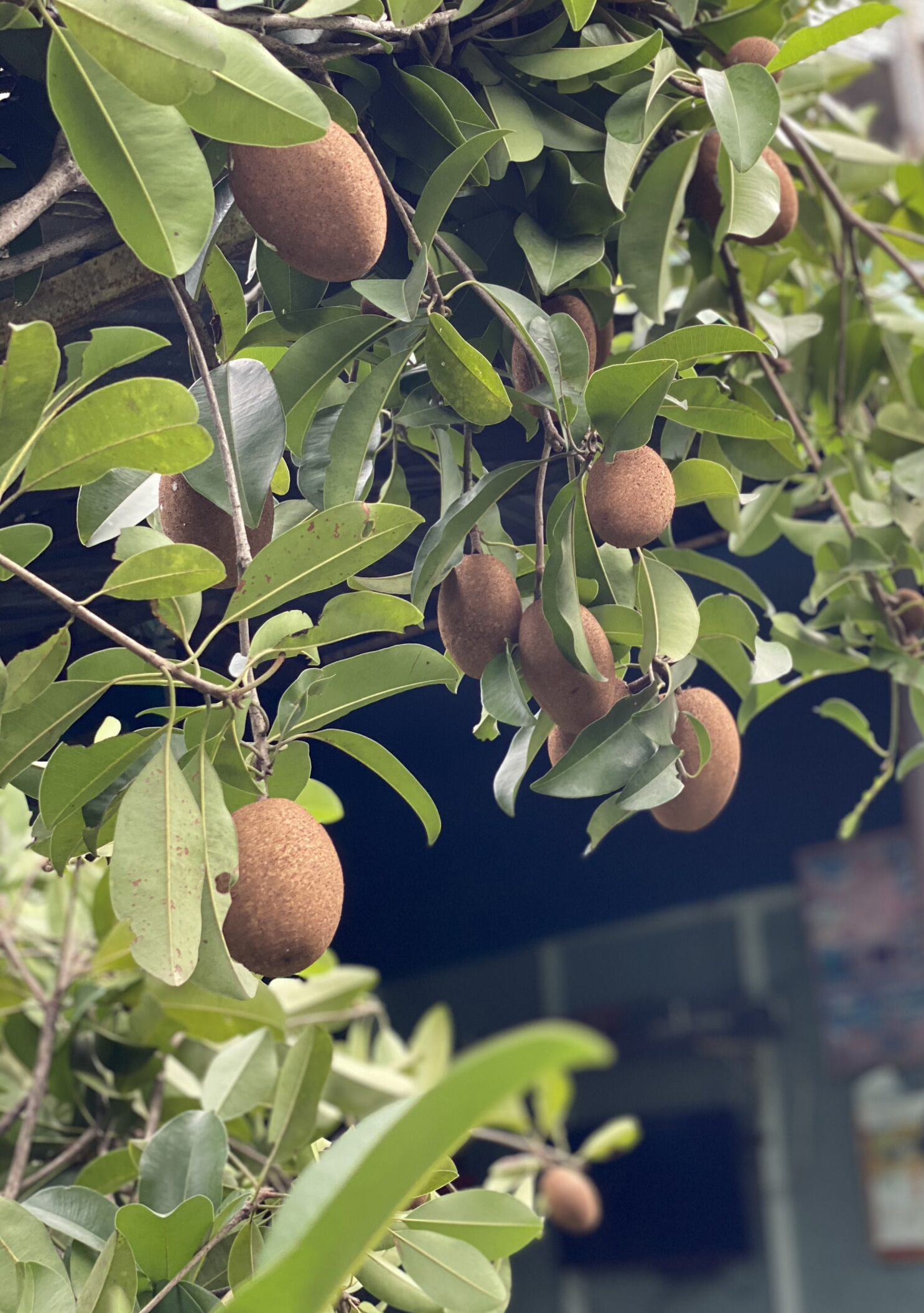 Cây Hồng Xiêm